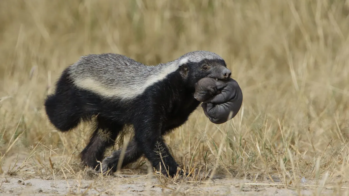 Badger Facts