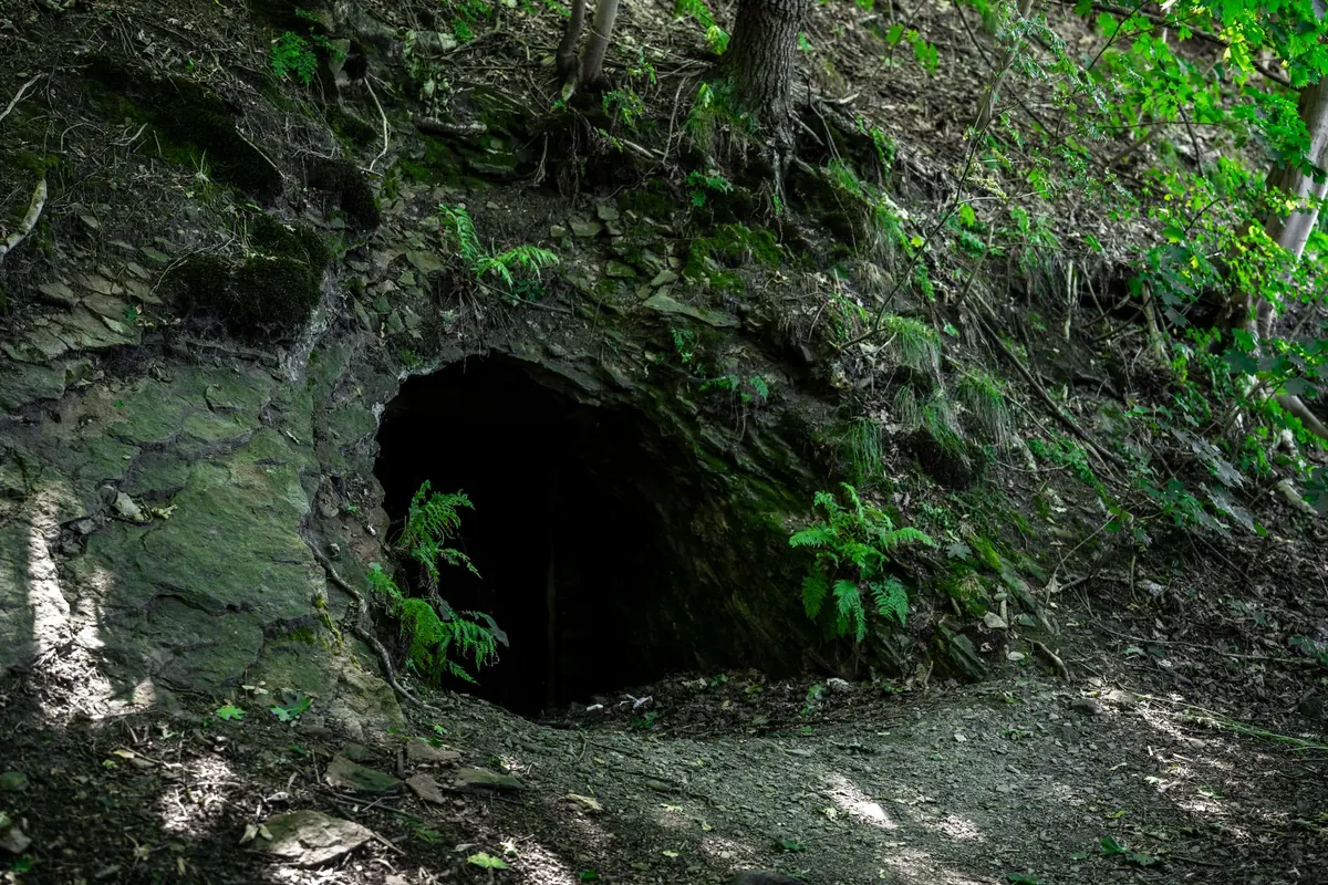 Badger Setts and the Law: What UK Homeowners Need to Know