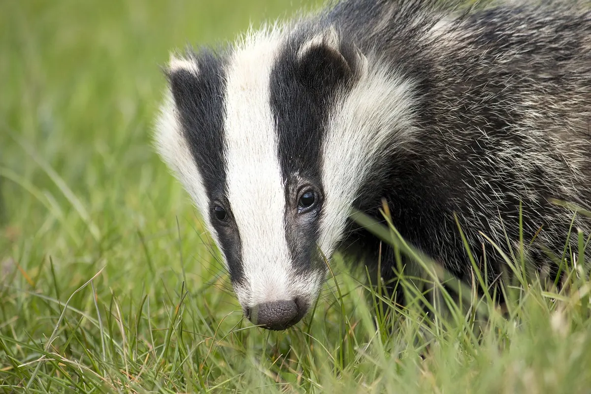 Reporting Badger Persecution: A Step-by-Step UK Guide