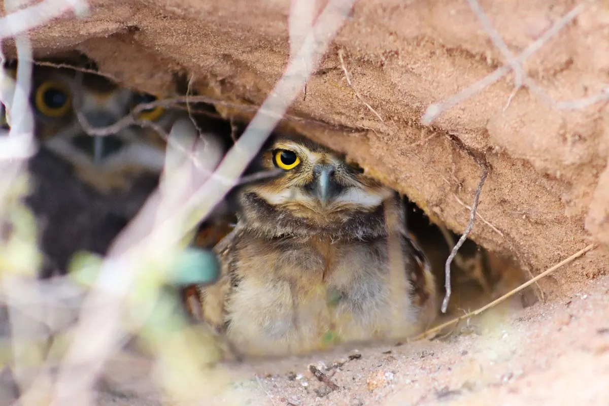 Sett vs Fox Den: How to Tell UK Mammal Homes Apart