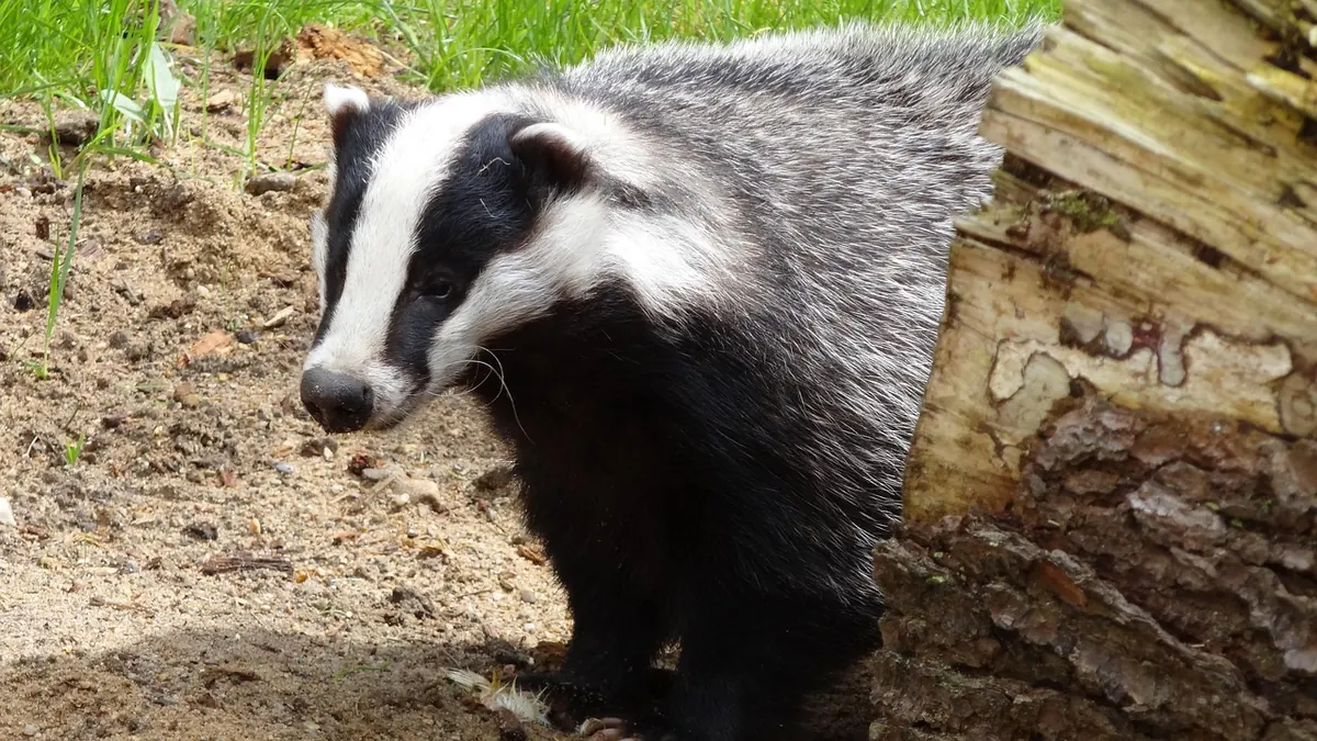 Spring Badger Watching Checklist: What to Pack and What to Avoid