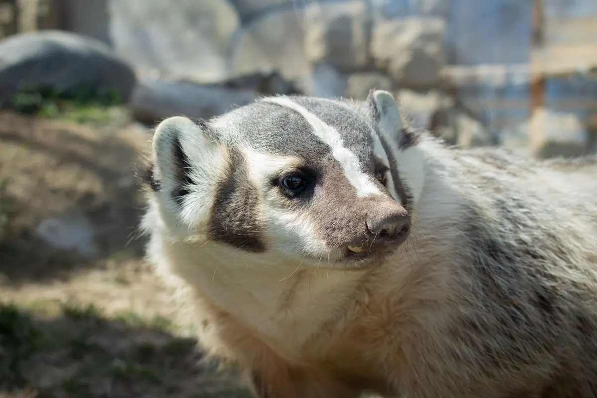 Understanding Badger Latrines: What They Tell You About Clan Territories